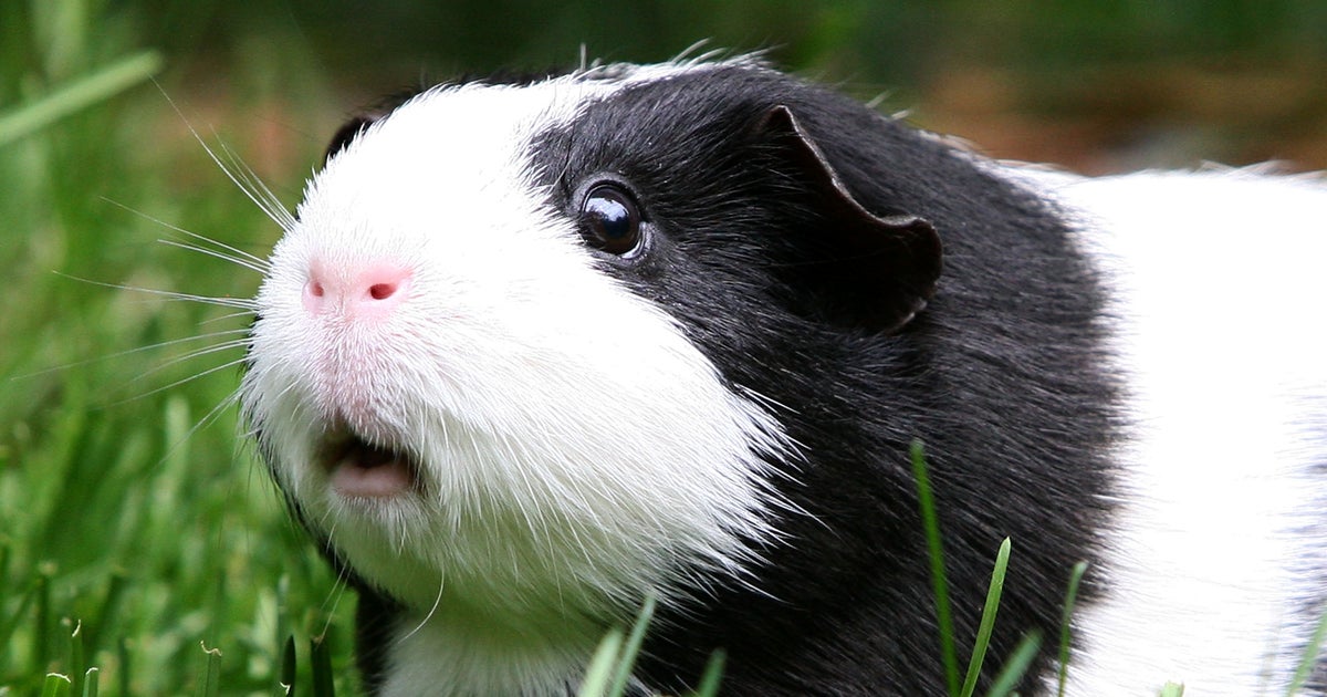 Guinea pigs can harbor a hidden health hazard